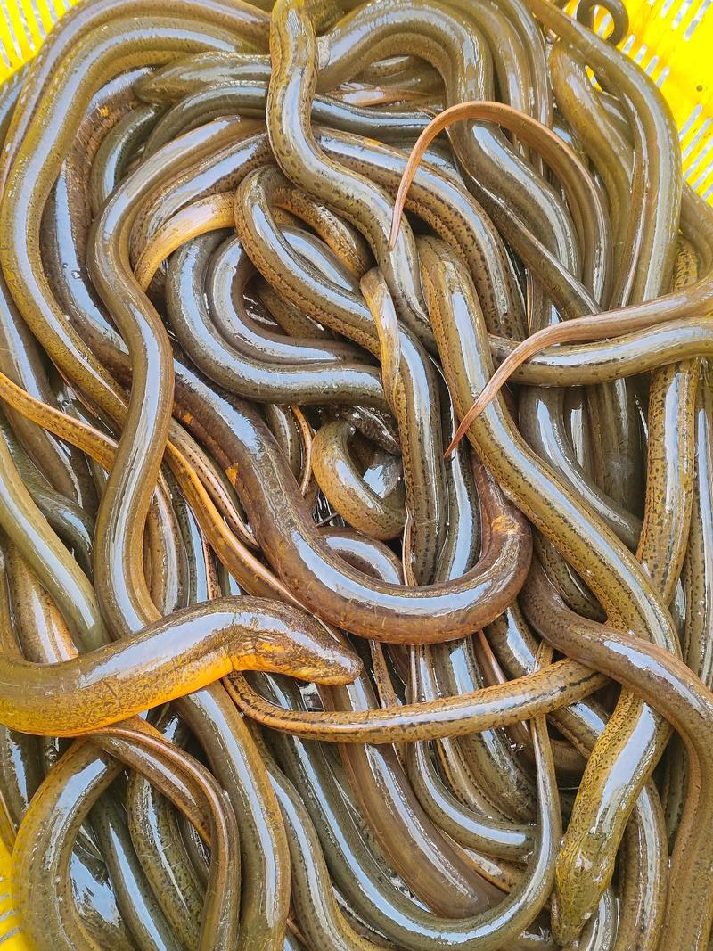 湛江泥鳅收购价多少钱一斤？-图2
