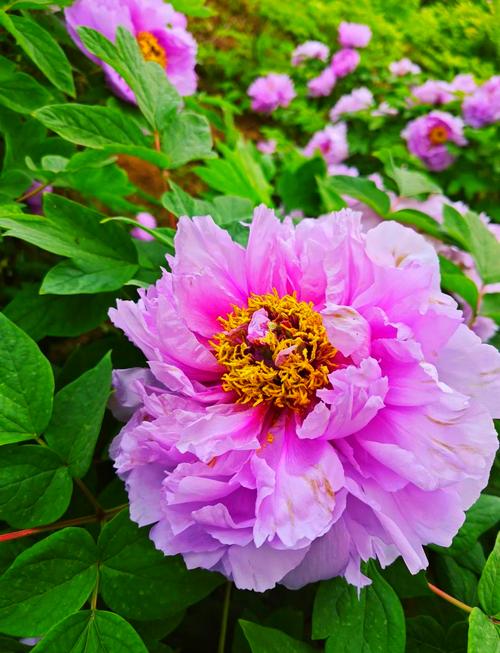 牡丹名贵品种有哪些?-图1 牡丹名贵品种有哪些?-图1