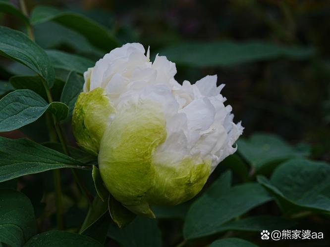 牡丹名贵品种有哪些?-图2 牡丹名贵品种有哪些?-图2