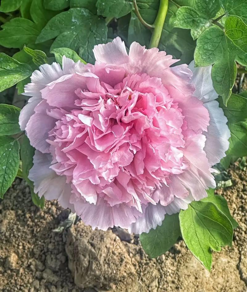 牡丹名贵品种有哪些？-图3