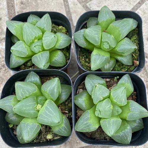 多肉玉露最贵品种是哪个?-图1 多肉玉露最贵品种是哪个?-图1