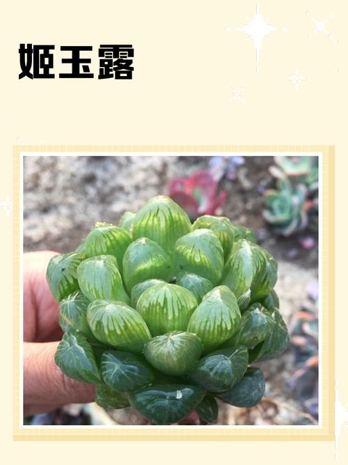 多肉玉露最贵品种是哪个?-图2 多肉玉露最贵品种是哪个?-图2