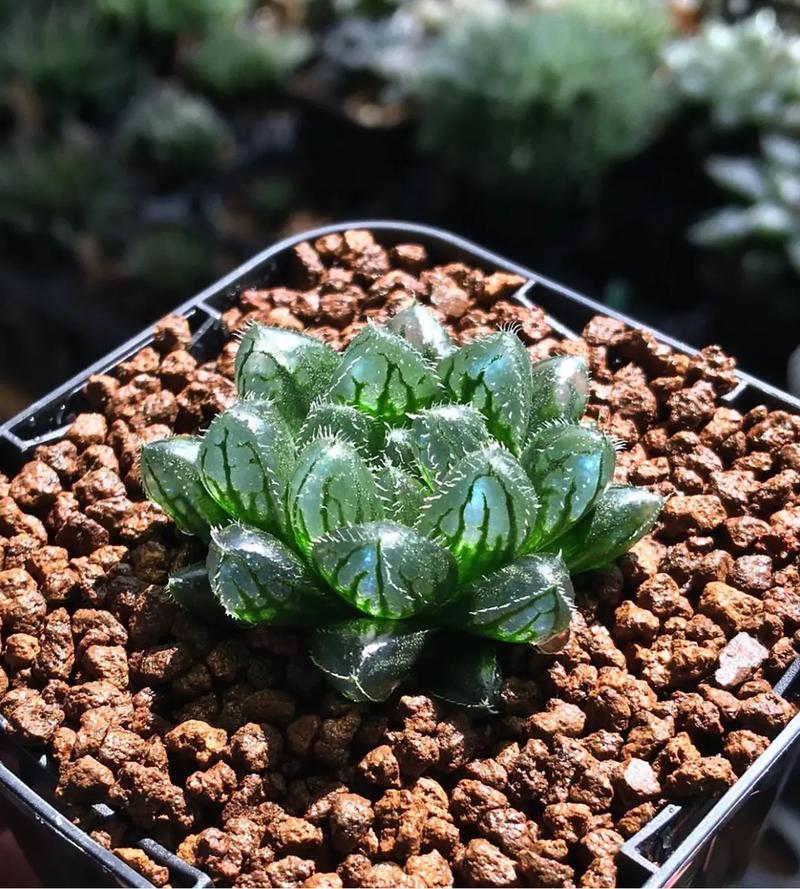 多肉玉露最贵品种是哪个?-图3 多肉玉露最贵品种是哪个?-图3