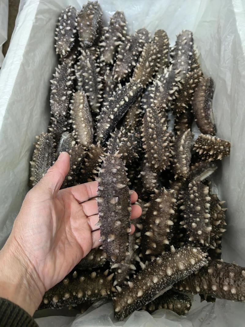 日照海参多少钱一斤？-图1