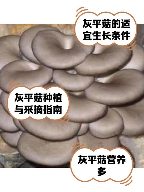 平菇熟料高产栽培技术如何实现？-图2