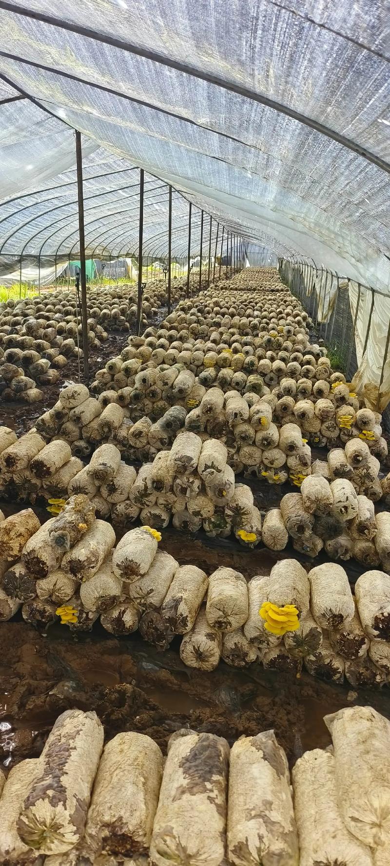 平菇熟料高产栽培技术如何实现？-图1