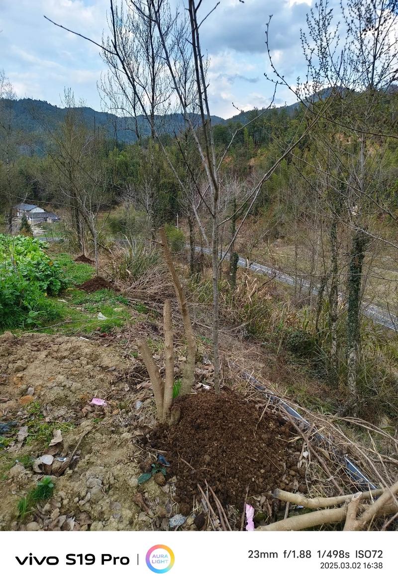 红富士苹果树施肥技术-图1