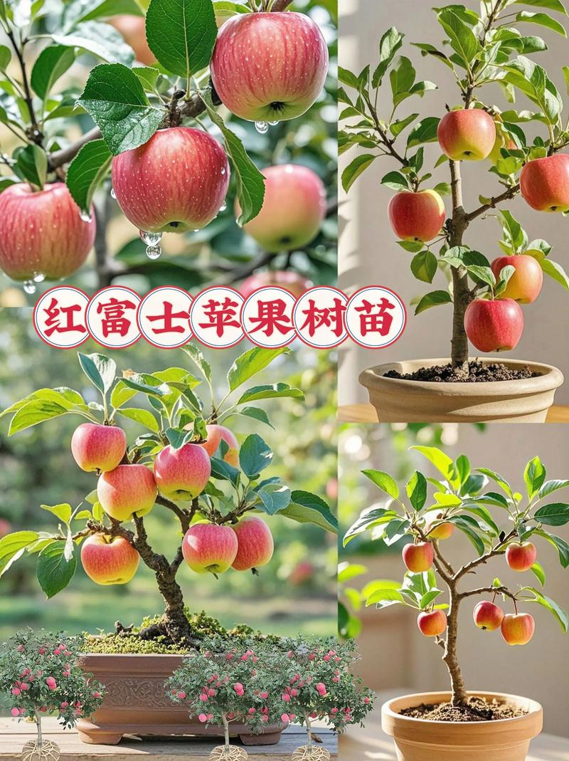 红富士苹果树施肥技术-图2