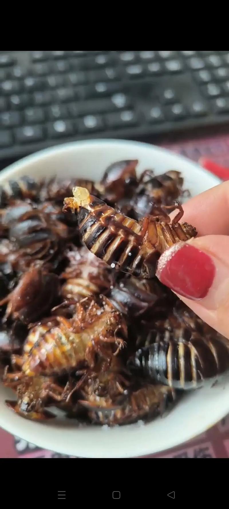 土元哪个品种口感最佳？-图1