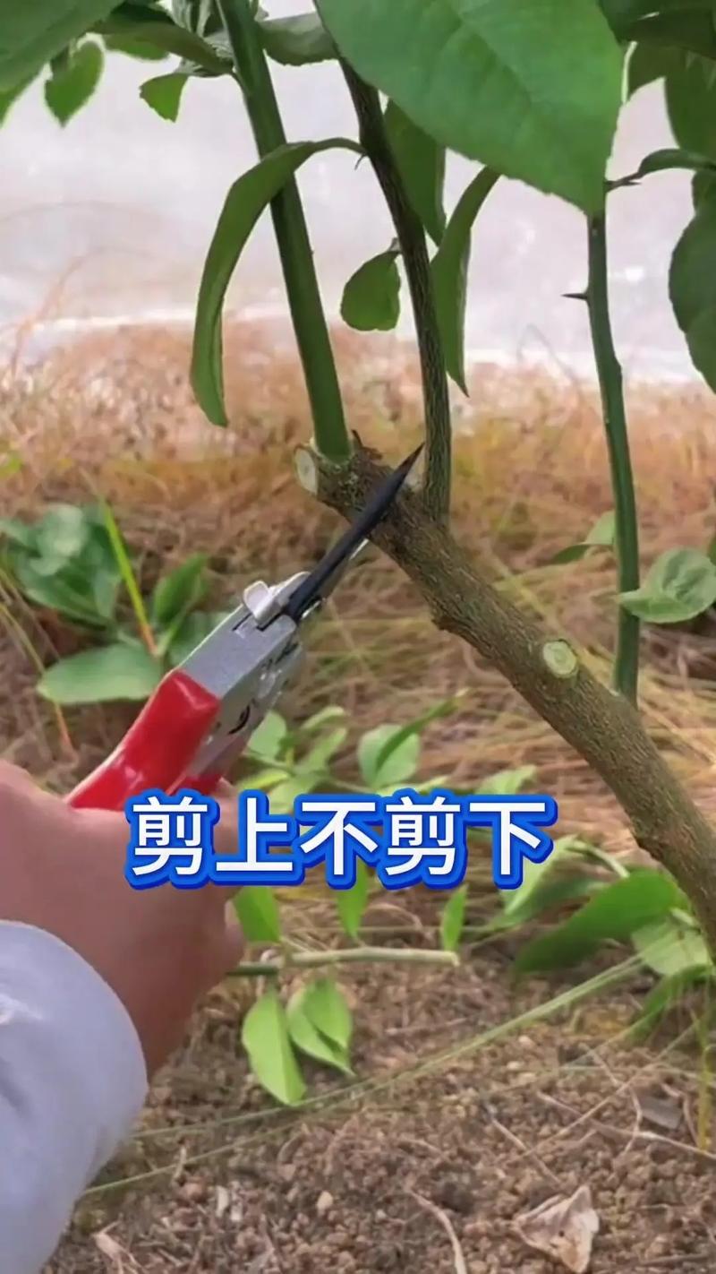 沙糖桔修剪技术要点有哪些?-图1 沙糖桔修剪技术要点有哪些?-图1