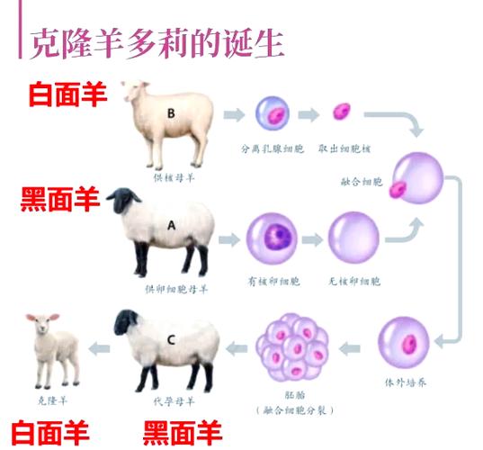 羊品种如何育成？-图1