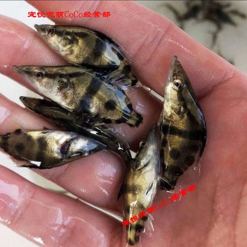 桂鱼苗5cm长,多少钱一条?-图1 桂鱼苗5cm长,多少钱一条?-图1