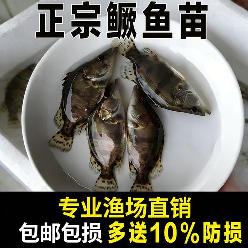 桂鱼苗5cm长,多少钱一条?-图2 桂鱼苗5cm长,多少钱一条?-图2