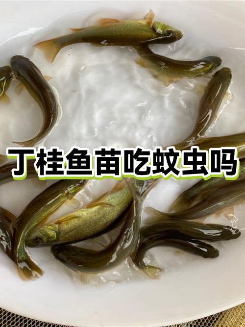 桂鱼苗5cm长,多少钱一条?-图3 桂鱼苗5cm长,多少钱一条?-图3