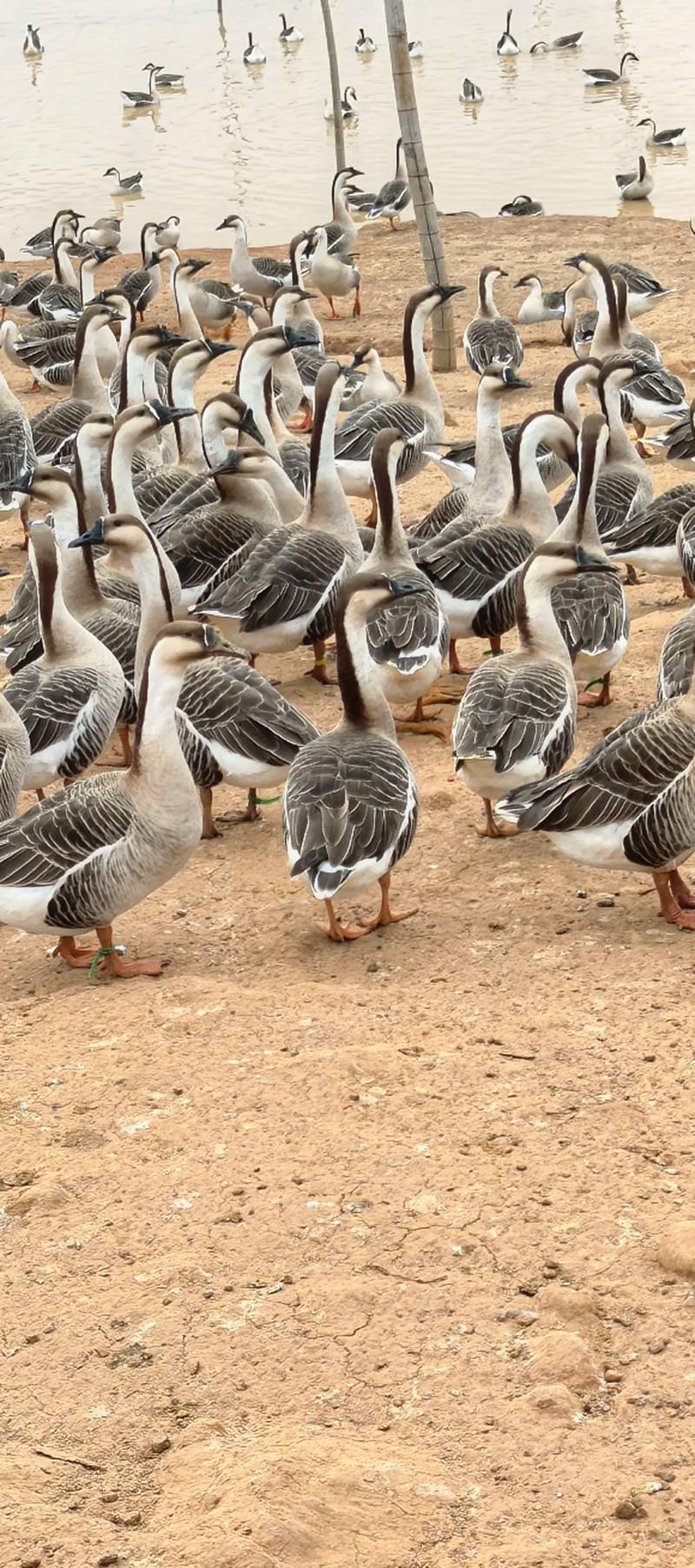 常见大种鹅品种有哪些？-图1