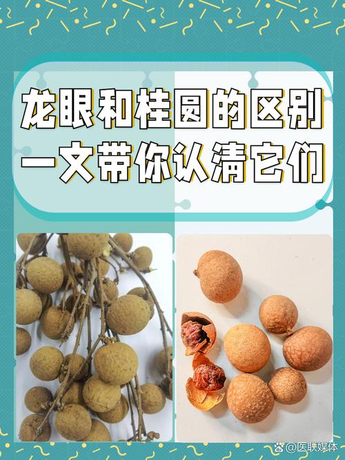龙眼有哪些常见品种？-图3