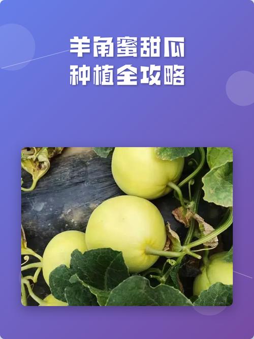 甜瓜高产栽培管理有哪些关键技术？-图2