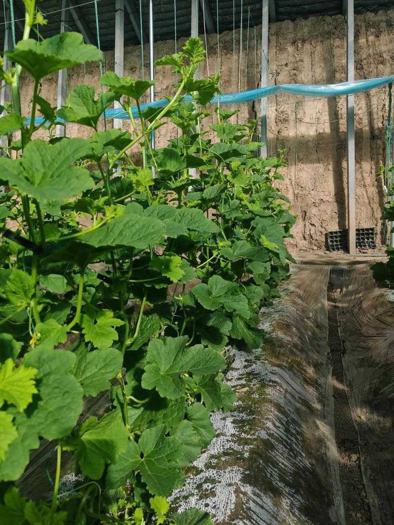 甜瓜高产栽培管理有哪些关键技术?-图1 甜瓜高产栽培管理有哪些关键技术?-图1