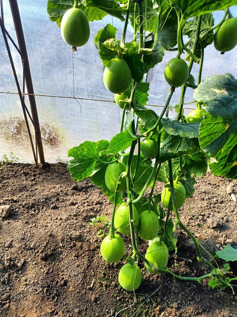 甜瓜高产栽培管理有哪些关键技术？-图3