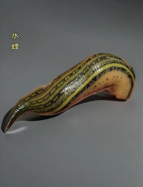 哪些水蛭品种具药用价值?-图1 哪些水蛭品种具药用价值?-图1