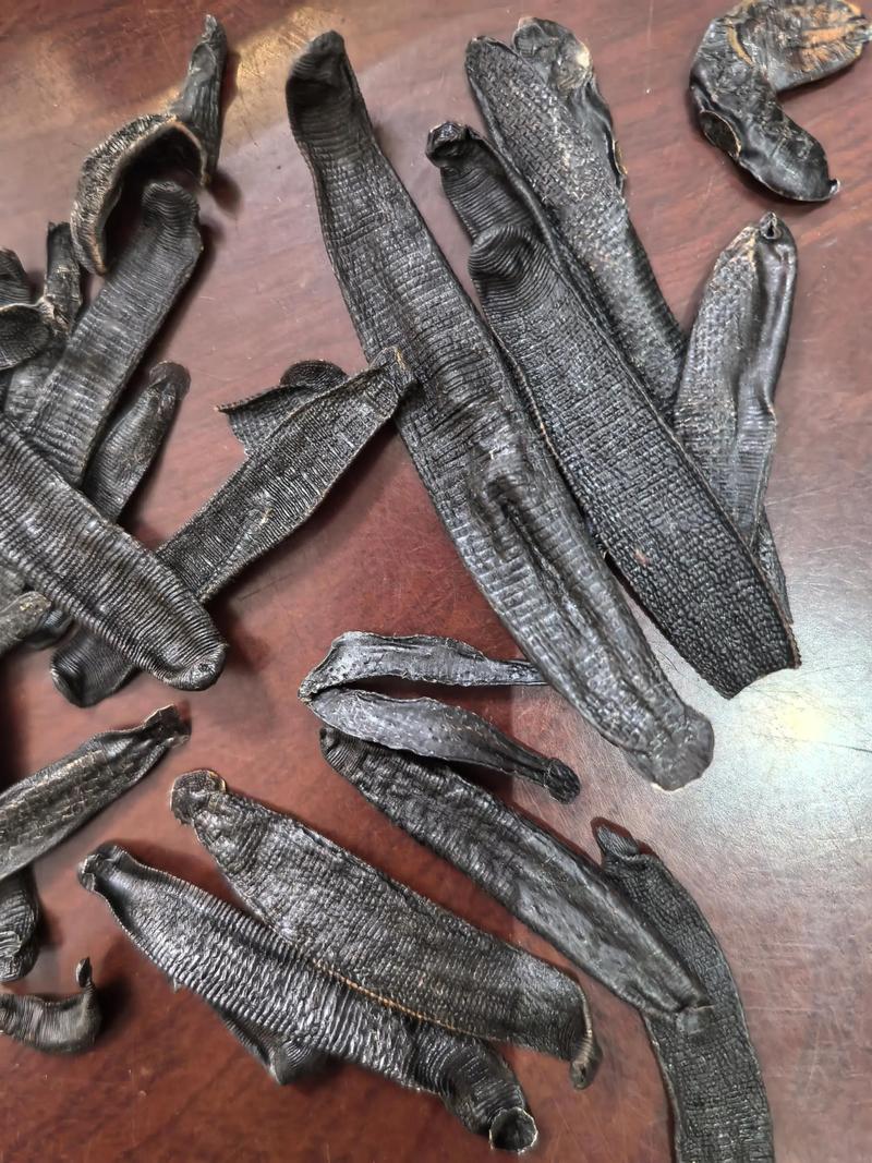 哪些水蛭品种具药用价值?-图2 哪些水蛭品种具药用价值?-图2