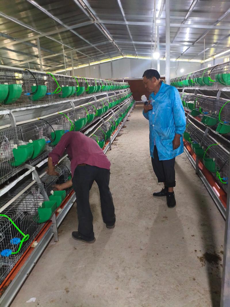 兔子养殖技术有哪些关键要点?-图1 兔子养殖技术有哪些关键要点?-图1