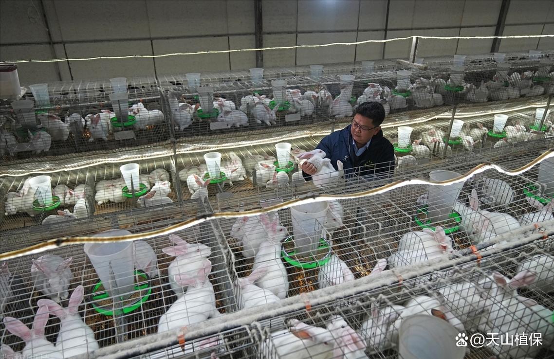 兔子养殖技术有哪些关键要点?-图2 兔子养殖技术有哪些关键要点?-图2