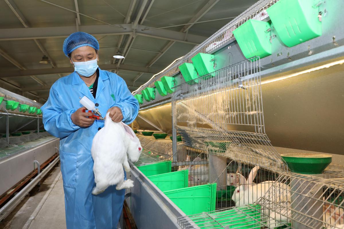 兔子养殖技术有哪些关键要点?-图3 兔子养殖技术有哪些关键要点?-图3