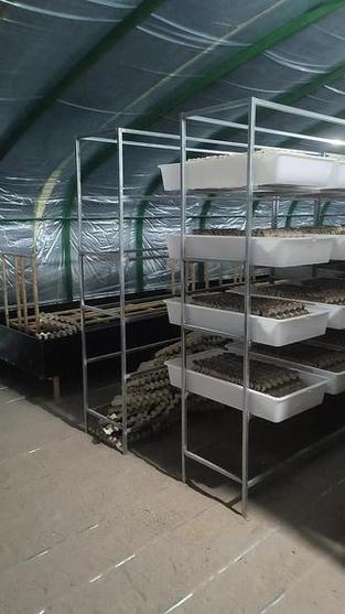 蝎子大棚养殖技术要点有哪些？-图1