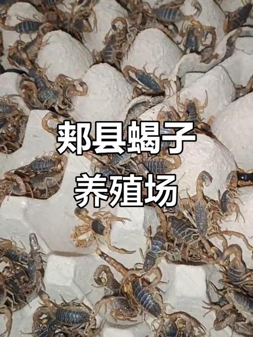 蝎子大棚养殖技术要点有哪些？-图3