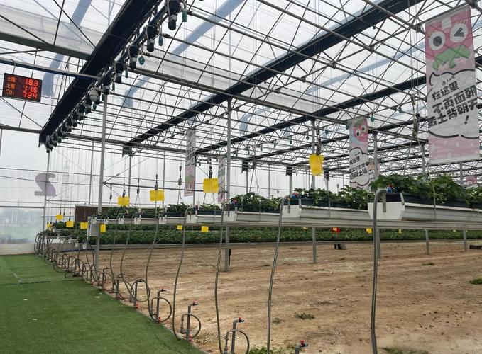 温室草莓立体栽培如何高效管理?-图1 温室草莓立体栽培如何高效管理?-图1
