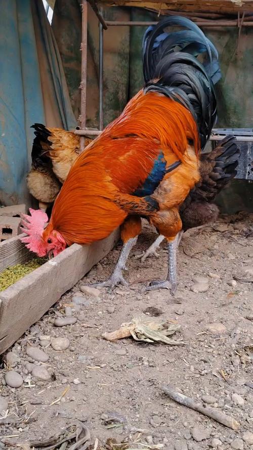 哪些鸡品种个子最大？-图1