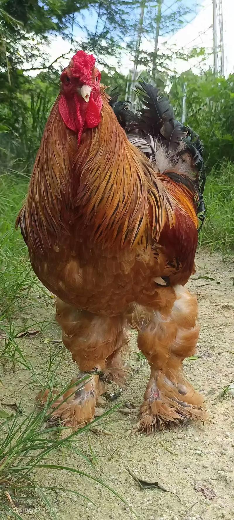 哪些鸡品种个子最大？-图3