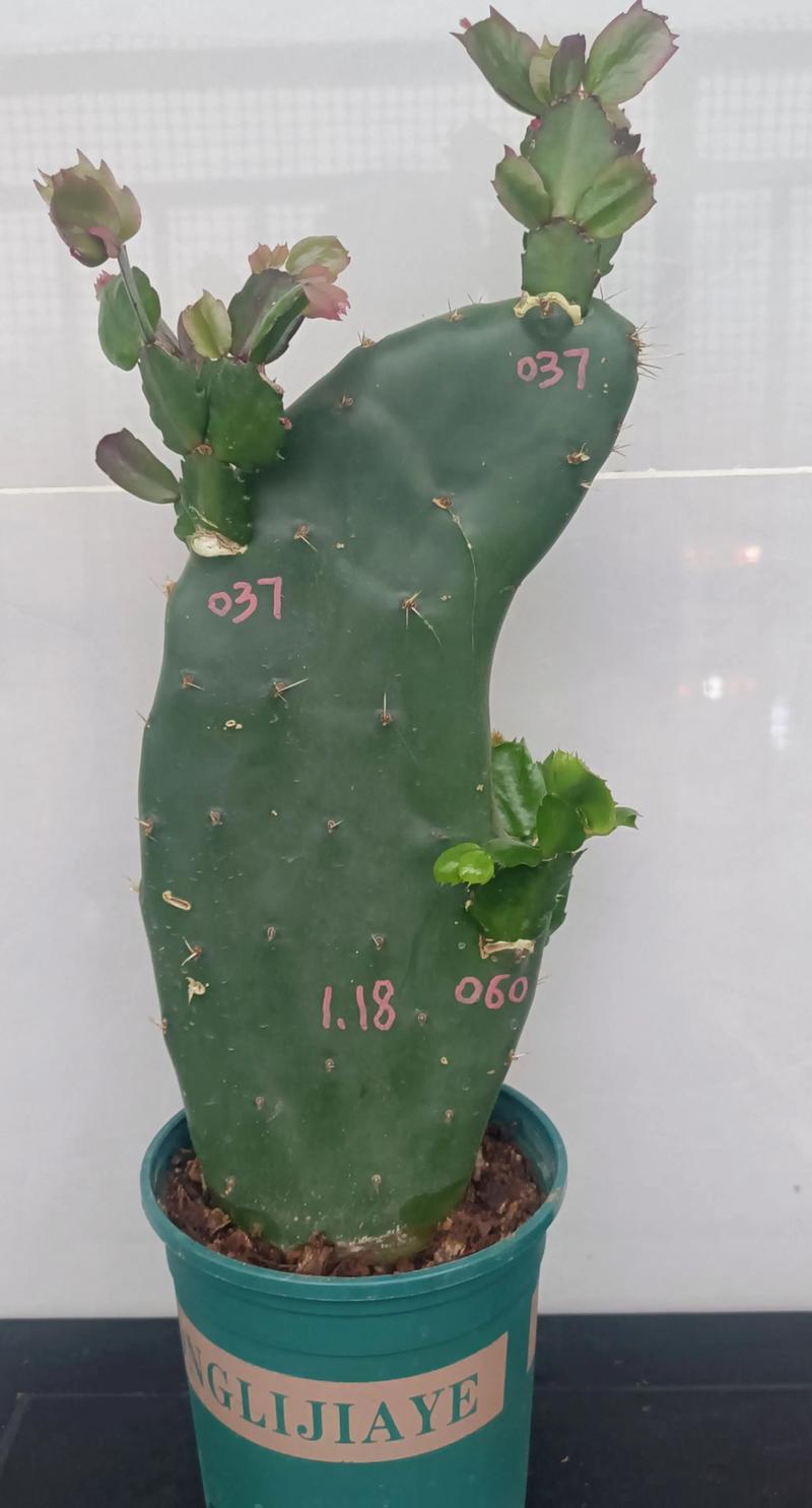 蟹爪兰有哪些常见品种？-图3