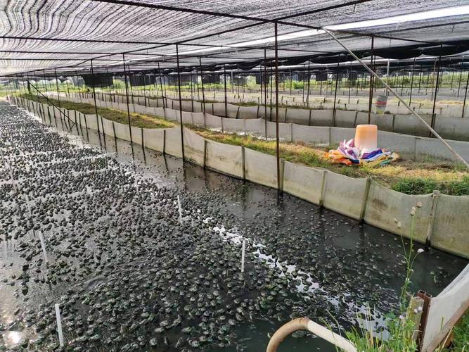 云南蟾蜍养殖技术培训学什么？-图1