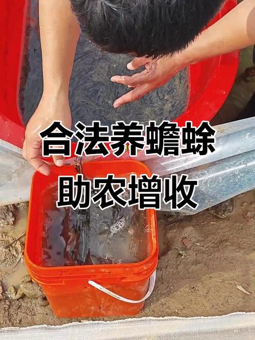 云南蟾蜍养殖技术培训学什么？-图2