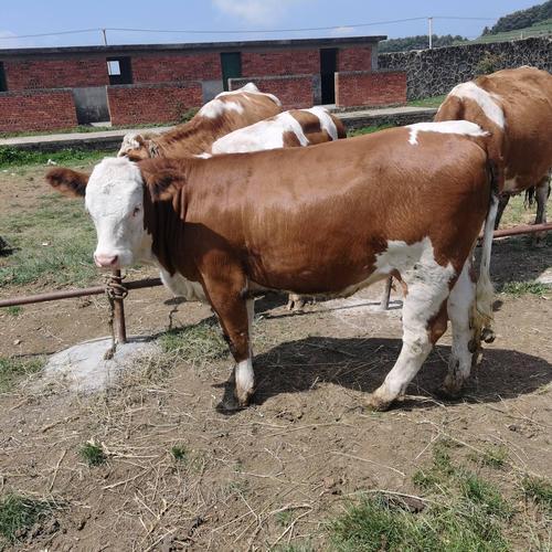 西门塔尔牛分哪些品种？-图2