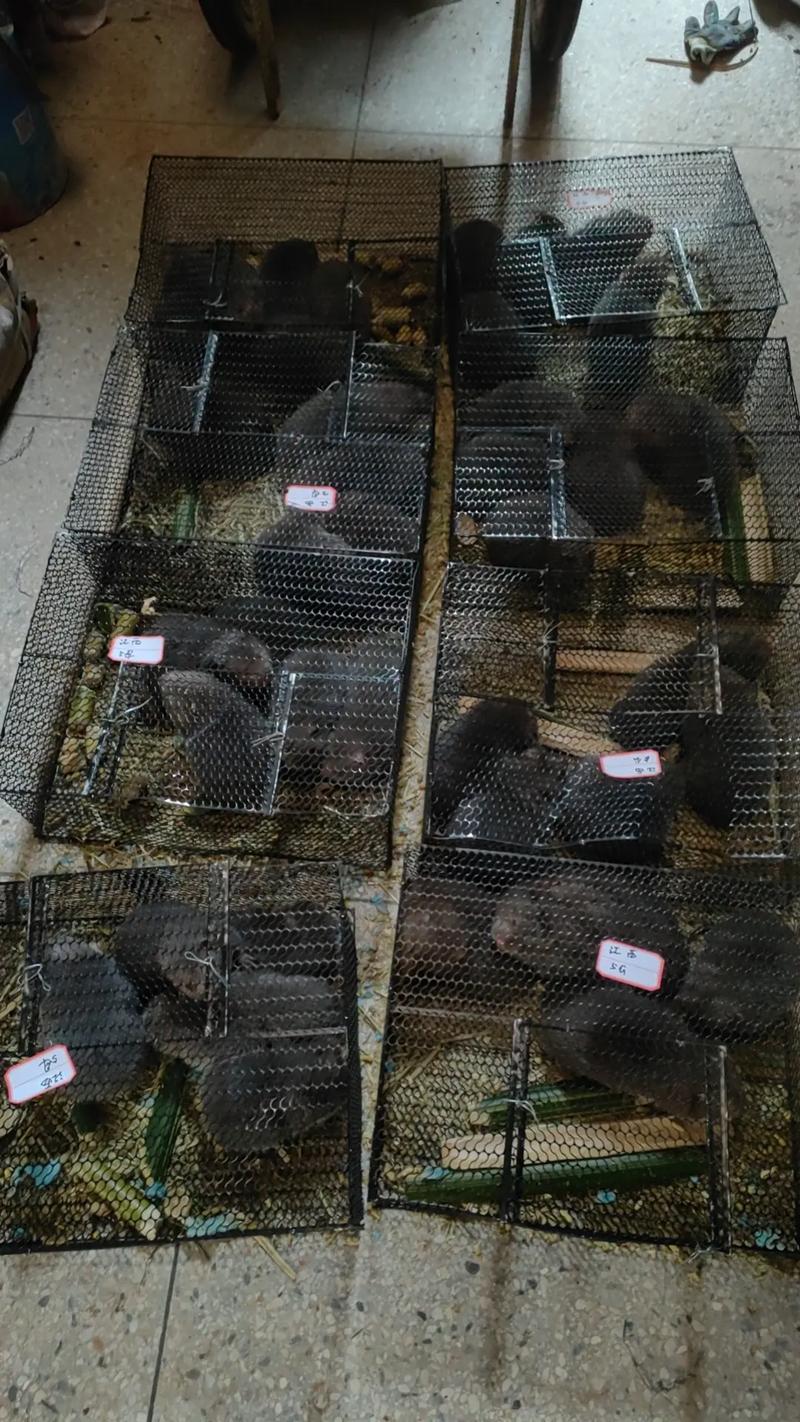 竹鼠养殖技术视频,新手能学会吗?-图1 竹鼠养殖技术视频,新手能学会吗?-图1