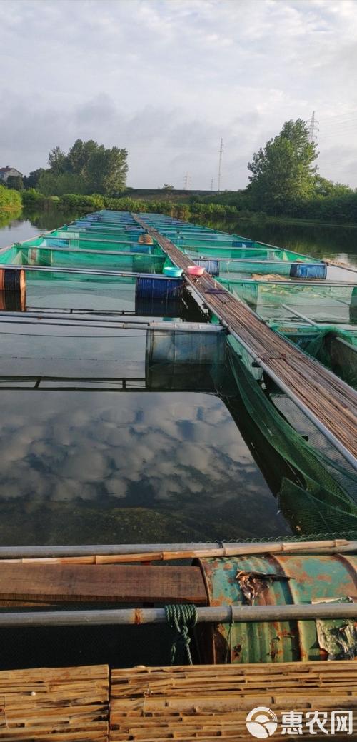 加州鲈鱼网箱养殖技术要点有哪些？-图1