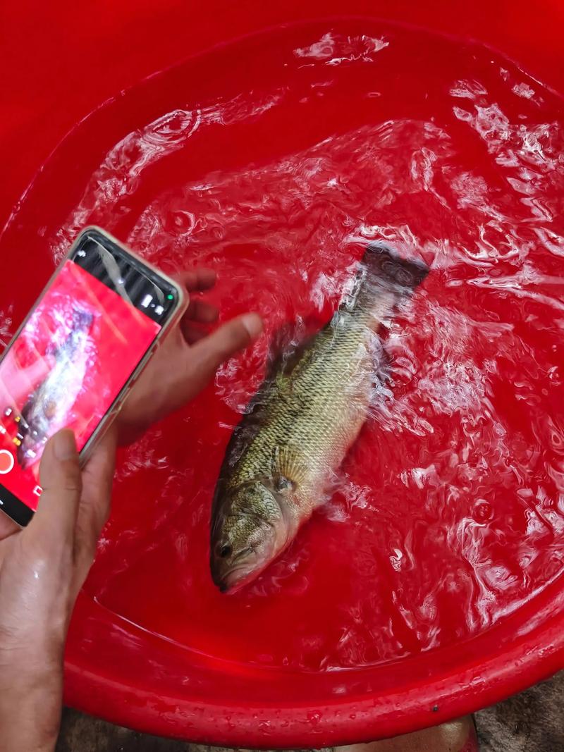 加州鲈鱼网箱养殖技术要点有哪些？-图3