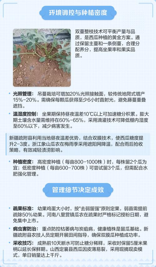 西瓜栽培管理技术要点有哪些?-图1 西瓜栽培管理技术要点有哪些?-图1