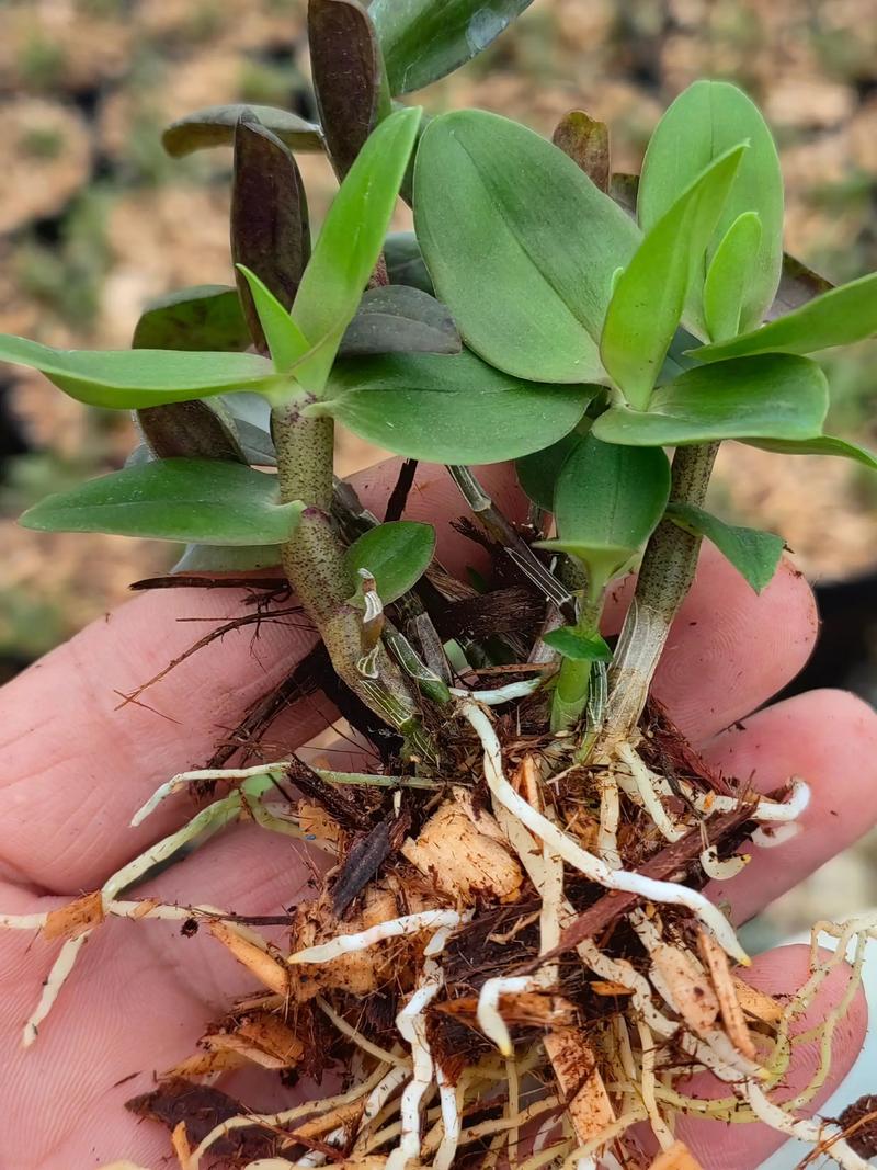 铁皮石斛高效栽培技术有哪些要点?-图2 铁皮石斛高效栽培技术有哪些要点?-图2