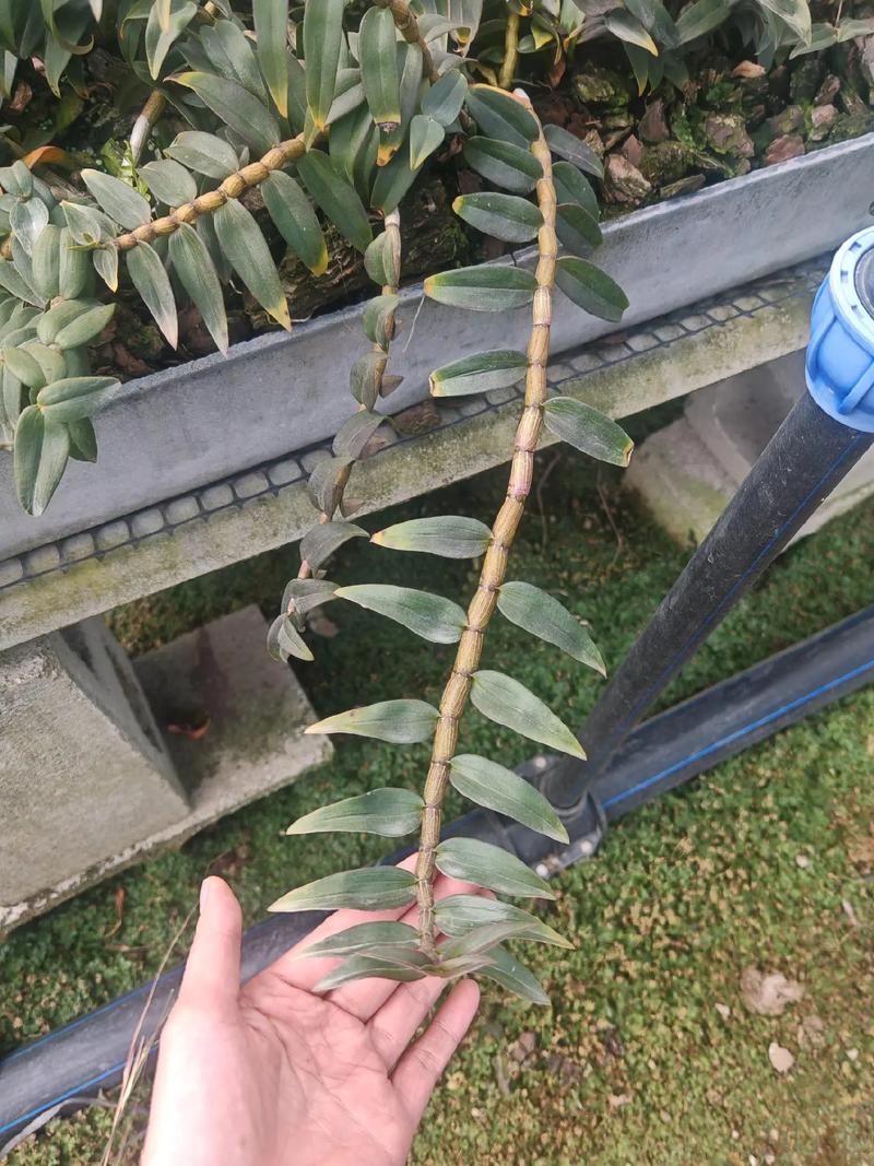 铁皮石斛高效栽培技术有哪些要点?-图3 铁皮石斛高效栽培技术有哪些要点?-图3