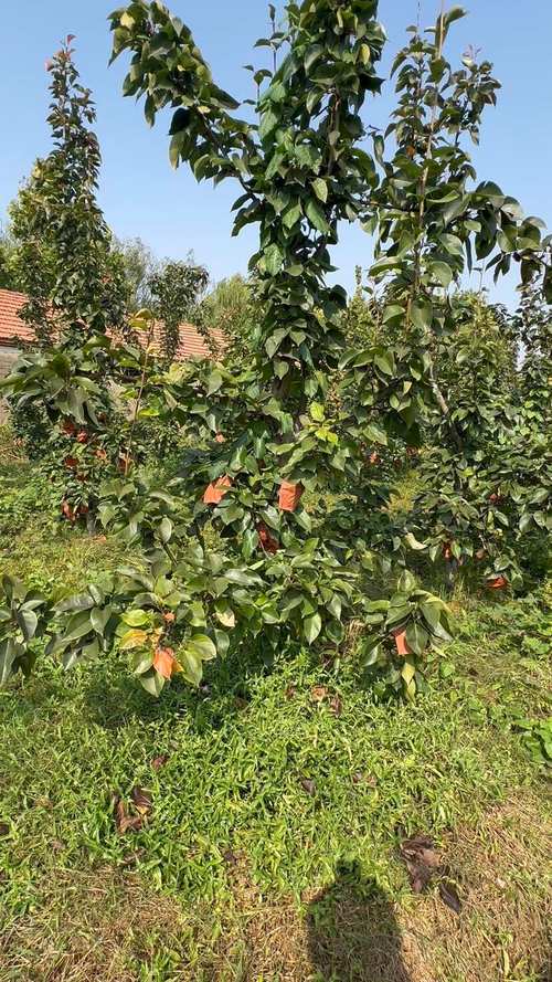 晚秋黄梨种植技术视频-图1