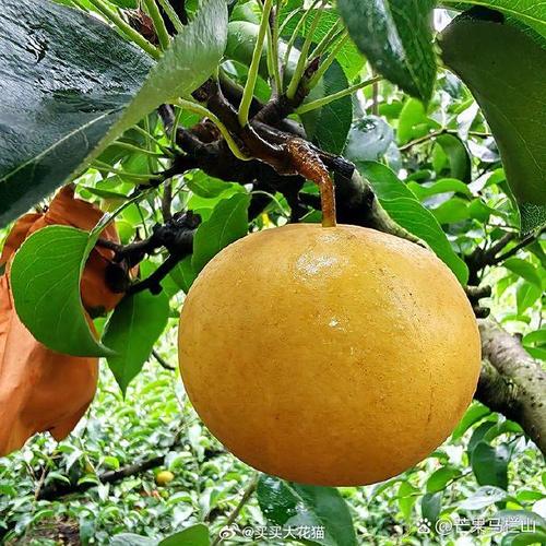 晚秋黄梨种植技术视频-图3