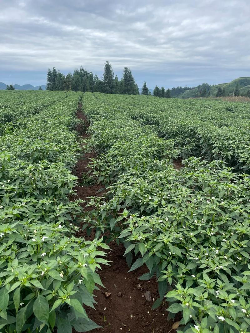 今年朝天椒价格行情如何？-图2