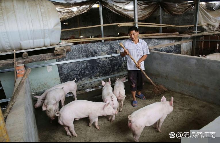 养猪技术视频哪里学?农广天地有妙招!-图2 养猪技术视频哪里学?农广天地有妙招!-图2