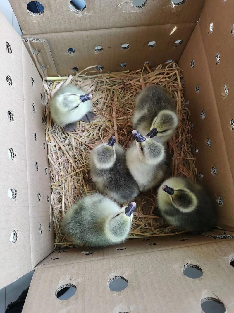 什么鹅苗品种长得最快？-图1