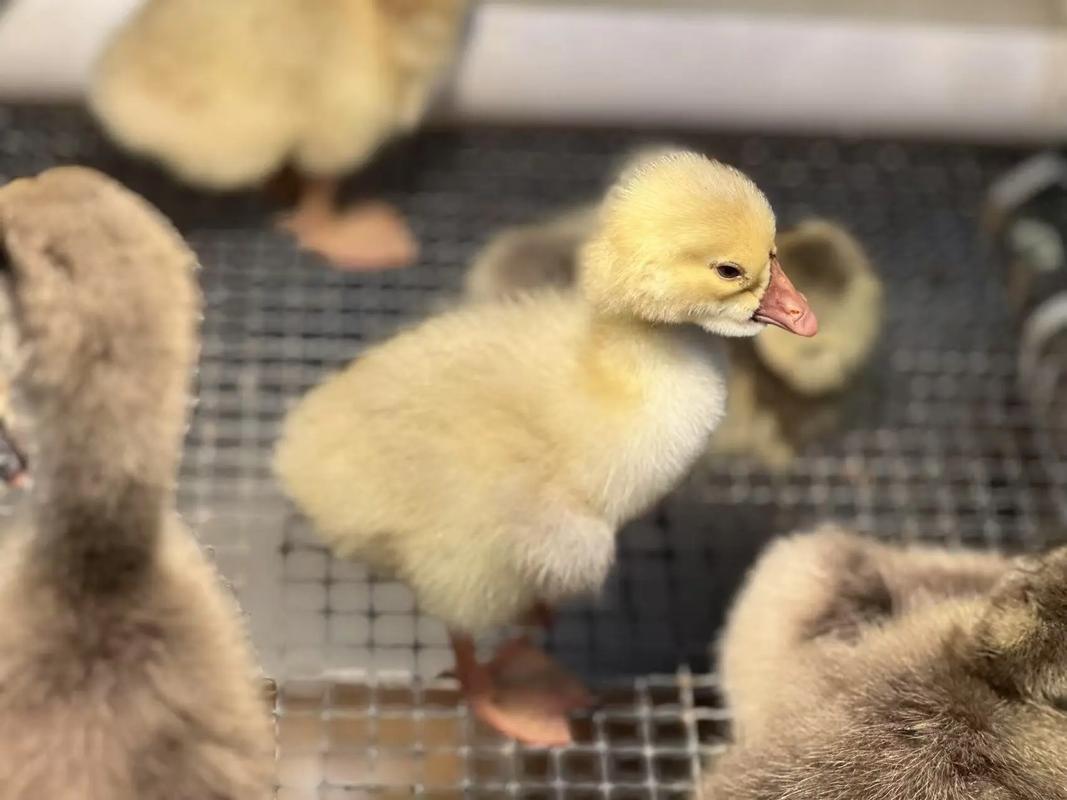 什么鹅苗品种长得最快？-图3