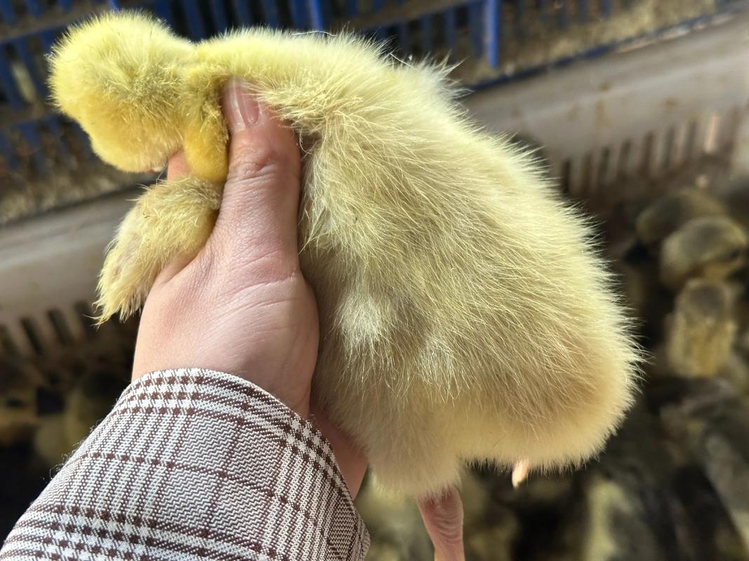 什么鹅苗品种长得最快？-图2